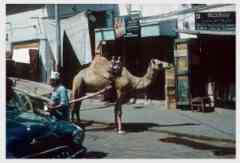 انقر للحصول على حجم اكبر